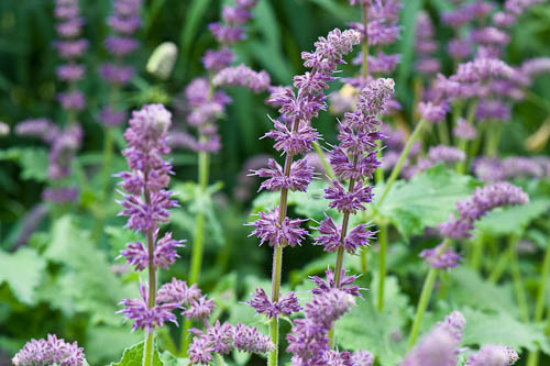 سالویای بنفش